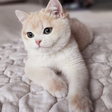 Sonik - British Shorthair Kittens