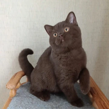 Cassandra British Shorthair Kittens | Large selection of kittens. 