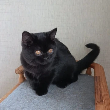 Cassia - British Shorthair Kittens