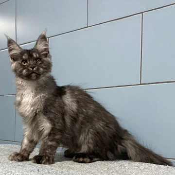 Gold Rush - Maine Coon Kittens