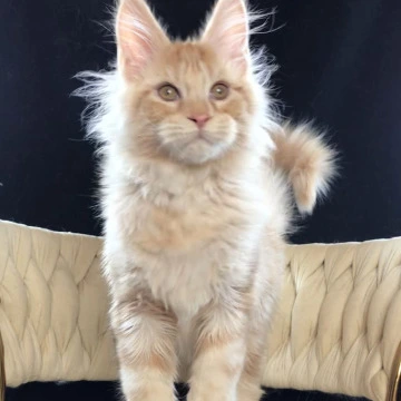 Prince - Maine Coon Kittens