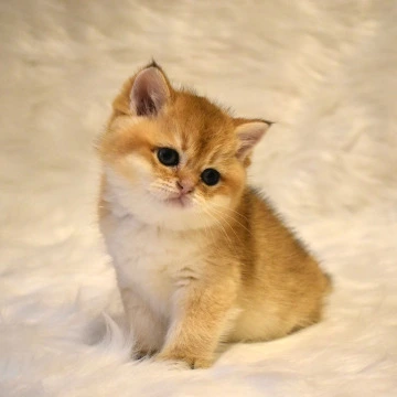 Litter D2  - British Shorthair Kittens