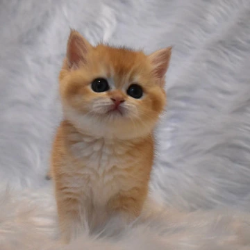 Litter E2 - British Shorthair Kittens