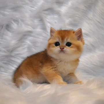 Litter E3 - British Shorthair Kittens