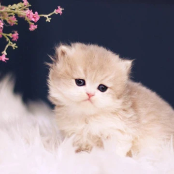 Quinn - British Longhair Kittens