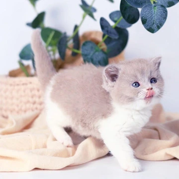 Caitlin - British Shorthair Kittens