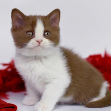 Simca - British Shorthair Kittens