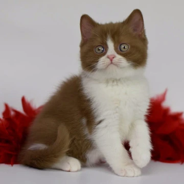 Santa - British Shorthair Kittens