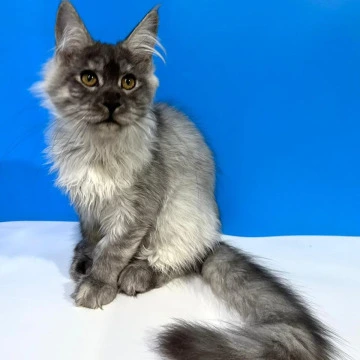 Inora - Maine Coon Kittens