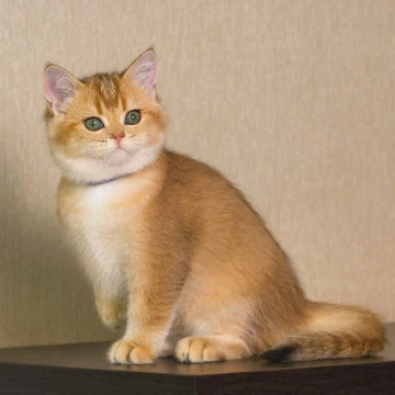 Topaz - British Shorthair Kittens