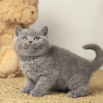 Richard - British Shorthair Kittens