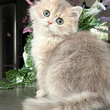 Onyx Longhair - British Shorthair Kittens
