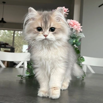 Olivia Longhair - British Shorthair Kittens