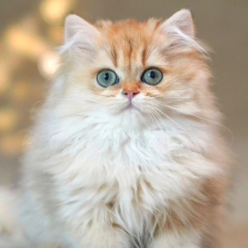 Tomyris Longhair - British Shorthair Kittens