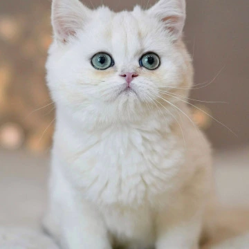 Sonic - British Shorthair Kittens