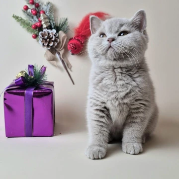 Jamaica - British Kittens