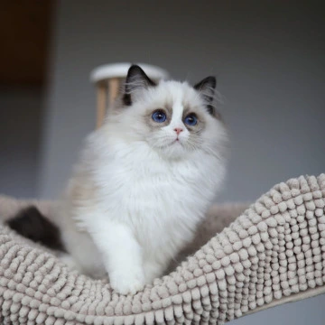 Oskar - Ragdoll Kittens