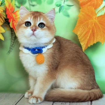 Ermak - British Shorthair Kittens