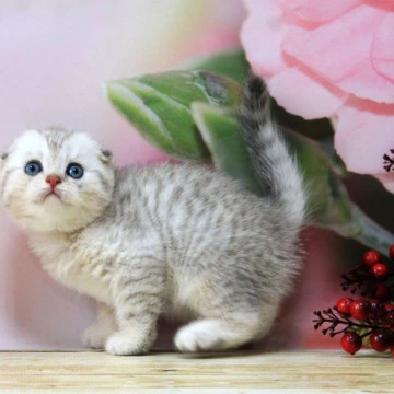 Tamerland.  Scottish fold - Scottish Straight/Fold  Kittens