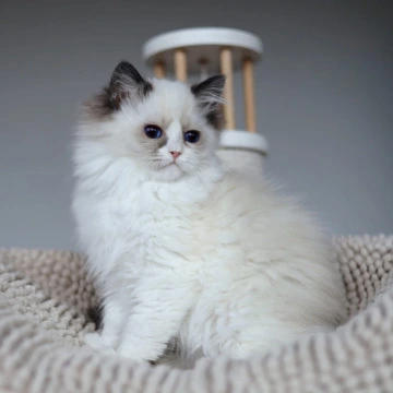 Olivia - Ragdoll Kittens
