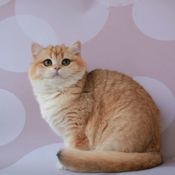 Ambrozia British Kittens | Large selection of kittens. 