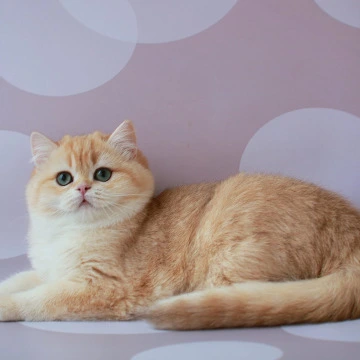 Ariel British Kittens | Kitten for sale. 