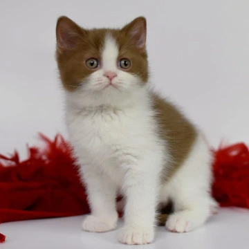 Simba British Kittens | Buy a kitten. 