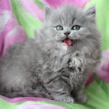 Maat Longhair British Kittens | Kittens for sale. 