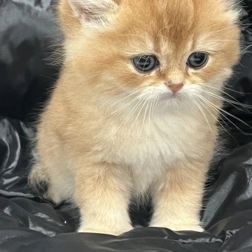 Gabbi British Kittens | Kitten for sale. 