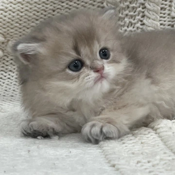 Pumba - British Kittens