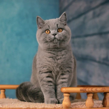 Yasha British Kittens | Buy a kitten. 