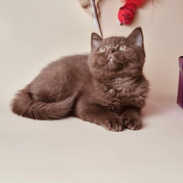 Karunt - British Kittens