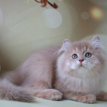 Xenon British Kittens | Kittens for sale. 
