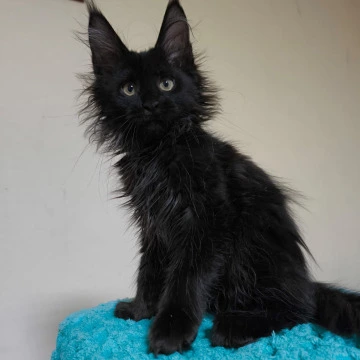 Kuzma Maine Coon Kittens | Kittens for sale. 