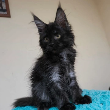 Kush Maine Coon Kittens | Kitten for sale. 