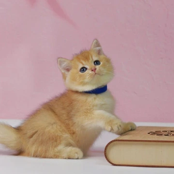 Uliss British Kittens | Large selection of kittens. 