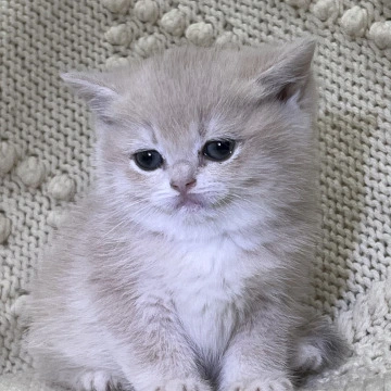 Luna Local - Pickup Today! | Buy a kitten. 