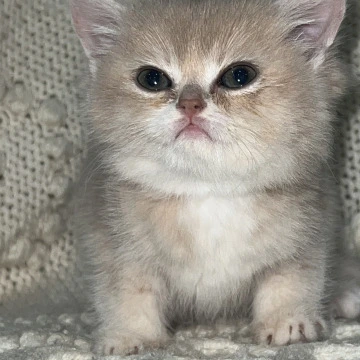 Bella Local - Pickup Today! | Kitten for sale. 