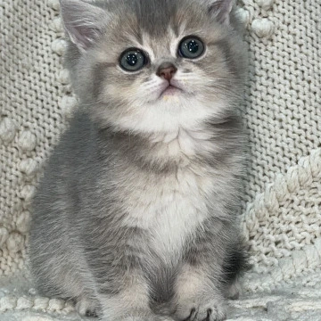 Sakura Local - Pickup Today! | Kitten for sale. 