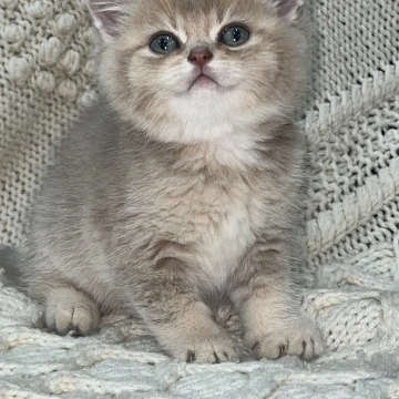 Latyk Local - Pickup Today! | Kittens for sale. 