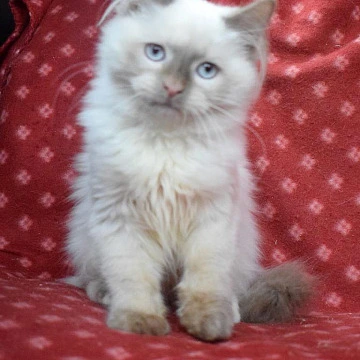 Damir Siberian Kittens | Buy a kitten. 