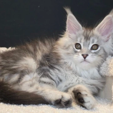 Olivia Maine Coon Kittens | Buy a kitten. 