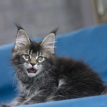 Kamchatka Maine Coon Kittens | Large selection of kittens. 