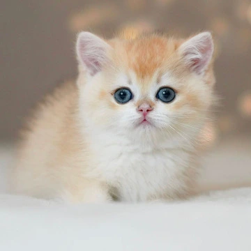 Urus British Kittens | Large selection of kittens. 