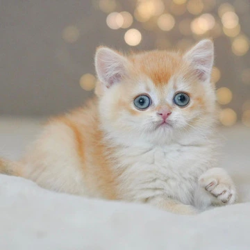 Ursula British Kittens | Buy a kitten. 