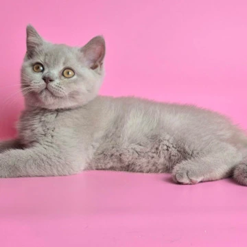Lotus British Shorthair Kittens | Kittens for sale. 