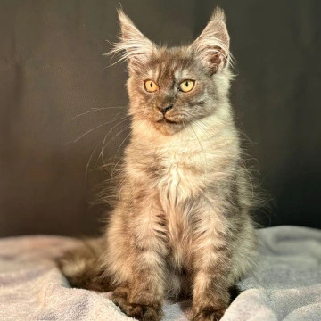 Arven Maine Coon Kittens | Kittens for sale. 