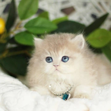 Quill Longhair Maine Coon Kittens | Kittens for sale. 