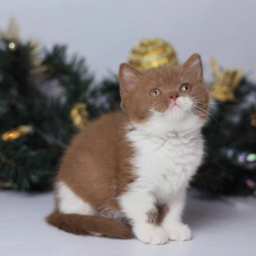 Cindy British Kittens | Buy a kitten. 