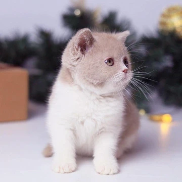 Caitlin British Shorthair Kittens | Buy a kitten. 